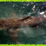 fly shark fishing key west