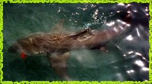 fly shark fishing key west