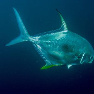 Key West fishing seasons